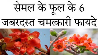 सेमल के फूल के फायदे  Semal Flower Benefits In Hindi [upl. by Crisey33]