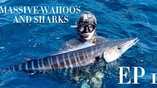 SHARK ATTACKS MY SPEARED WAHOO  Zululand Ep 1 [upl. by Eissak]