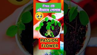 Free Passion Flower plant passionflower ytshorts shortsvideo shortsfeed budgetgardening shorts [upl. by Ode]