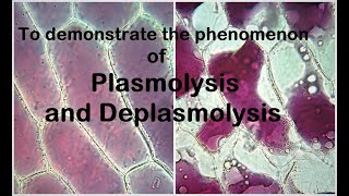 Endosmosis and Exosmosis Brief informations with differences between endosmosis amp exosmosis [upl. by Florie]