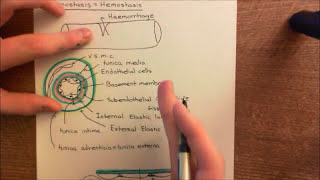 Antithrombotic Mechanisms of the Endothelium Part 2 [upl. by Naus]