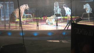 Shrine Circus Tigers 2012 pt 4 [upl. by Annadroj779]