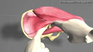 Künstliche Hüfte  minimalinvasive OP Langversion von Prof Christian Hendrich [upl. by Kary]