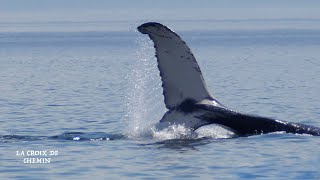 Observation de Baleines en Zodiac sur le Fleuve StLaurent [upl. by Nihs395]