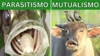 Simbiosis mutualismo parasitismo comensalismo y depredación Explicación y ejemplos 🦏🐦 [upl. by Werdma946]