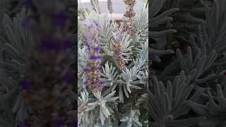 Lavandula Ginginsii  Lavender Goodwin Creek Grey [upl. by Rocco207]