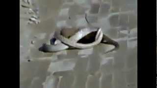 Snake Vs Mongoose fight with Public Road [upl. by Ydnyl]