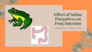 Effect of Saline Purgatives on Frog Intestine [upl. by Gnoix]