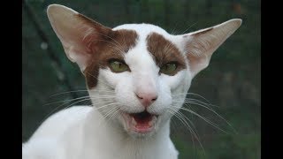 Oriental Cat Breed  Facts and Personality [upl. by Harobed]