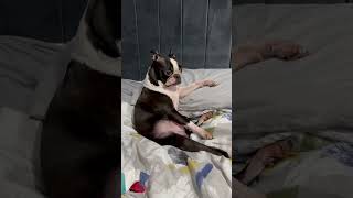 Life with a Boston Terrier  Compilation 1 [upl. by Corissa915]