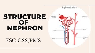 Nephron Structure Nephron class 12 Nephron diagram Nephron [upl. by Yci58]