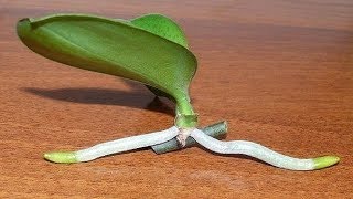 How to Grow Orchids from Stem Cuttings [upl. by Mchail]