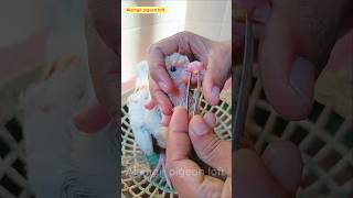 pigeon pox treatment 💯🕊️ viral viralvideo viralshorts youtubeshorts birds edit [upl. by Aisilef]