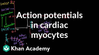 Action potentials in cardiac myocytes  Circulatory system physiology  NCLEXRN  Khan Academy [upl. by Yert826]