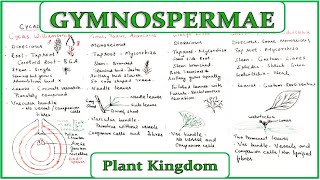 Gymnospermae  Plant Kingdom  Class 11 NCERT  NEET Biology  Gymnosperms class 11 [upl. by Hunsinger425]