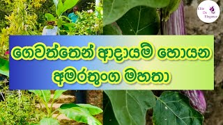 Home Gardening  Organic vegetables [upl. by Repsac]