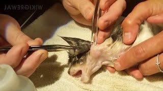 Satisfying Botfly Larvae Removal From Animals [upl. by Matazzoni]