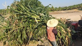 fazendo silagem de milho 🌽 🌽 [upl. by Nwahsear]