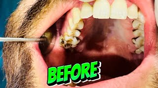 What is scaling  🇵🇰 🦷 Danto ki safai  Time lapse of scaling by professional dentist [upl. by Attevroc]