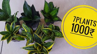 sansevieria combo plants available [upl. by Kopaz]