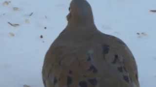 Tourterelle au bec crochu Mourning dove with hooked beak [upl. by Mighell]