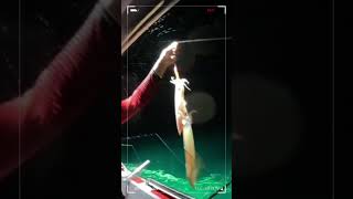 Sotong Lemang lepa Kata🤣 laut youtube crab fish seafood fishing [upl. by Waltner]