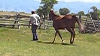 Montana Tennessee Walking Horses for Sale [upl. by Otrebire]