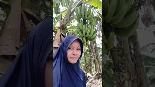 Cinta Merah Jambu 💖🍌 Bananas Garden masyaallahtabarakallah [upl. by Naej478]