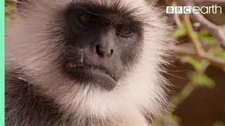 Scarface Fights Off Other Monkeys  Life Story  BBC Earth [upl. by Airpal]