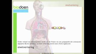 Biodoen  eiwit vertering 2 van 4 [upl. by Hull]