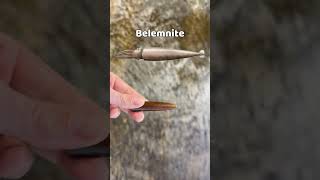 Perfect Belemnite fossils from the lake [upl. by Gelasias423]