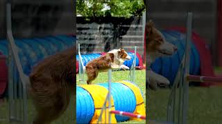 Agility Berger Australien [upl. by Simonetta534]