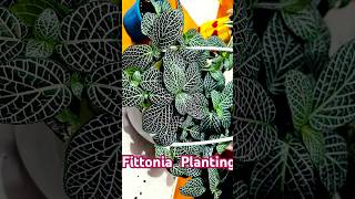 Fittonia planting plants love gardening fittonia music Houseofplants plantcare tamil song [upl. by Repsihw354]