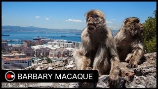 Europes Only Nonhuman Primate Barbary Macaques in Gibraltar [upl. by Annabell]