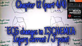 ECG changes in ischemiainfarction chapter 12 part 44  Guyton and Hall text book of physiology [upl. by Wendie123]