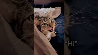 My kitten can talk shortvideo funny funnypetschannel cat yourcat petslovechannel yourpet [upl. by Nnalatsyrc372]