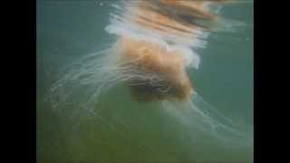 Lions Mane Jellyfish in the HaidaGwaii [upl. by Maye]