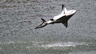 Spinner Sharks Jumping FYV [upl. by Enilecram408]