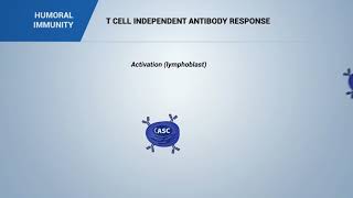 HUMORAL IMMUNITY T cell independent antibody response [upl. by Wendy]