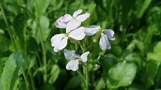 Raphanus sativus L flower Beauty Radish [upl. by Barr552]