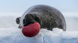 World’s Strangest Mating Technique  Frozen Planet II  BBC Earth [upl. by Prissy906]