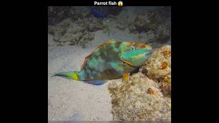 Amazing Talent Of Parrot Fish 😱 [upl. by Aivekal]