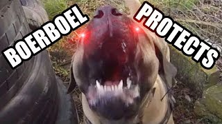 Guard Dogs In Action Boerboel Personal Protection Training [upl. by Markos709]