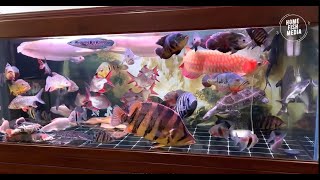 Stunning Underwater World Explore the Beauty of a Plant Aquarium 252 [upl. by Tudor]