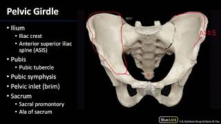 Osteology  Dissection Supplement [upl. by Antonietta]