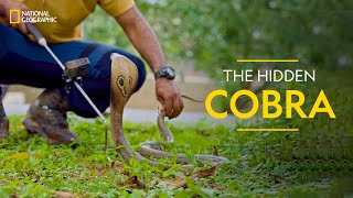 The Hidden Cobra  Snakes SOS Goas Wildest  National Geographic [upl. by Mariette]