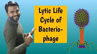 Lytic Life cycle of Bacteriophage [upl. by Cobby]