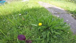 Why Short Grass Is Good For Wildlife No Mow May [upl. by Narud]