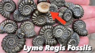 Lyme Regis FossilsFossil Hunting [upl. by Anirres408]