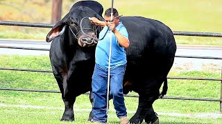 Brahman bulls in black [upl. by Ecirtal]